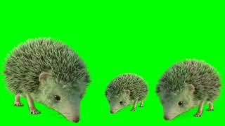 Group of Rats in Green Screen | 4k Green Screen Tv