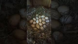 Speckles the Pilgrim goose has 21 eggs in her nest.