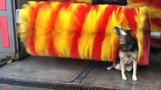 FUNNY Dog at Carwash  | 2 HOURS of Animal Videos