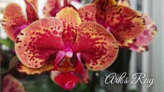 Орхидея Фаленопсис Аркс Рей, она же Иса. Phalaenopsis Ark's Ray (Isa) 