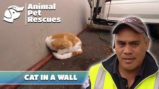 Saving a Cat with its Head Stuck in a Wall | Full Episode | Animal Pet Rescues