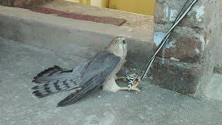 Falcon Trap