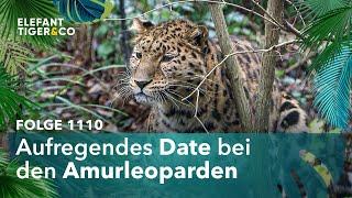 Wildes Liebesspiel der Amurleoparden (Folge 1110) | Elefant, Tiger & Co. | MDR