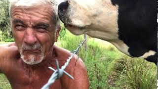 Cow Licks Joggers Face During a Selfie