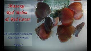 Мальки Red Melon & Red Cover.  Часть 1. #решисьивоплощай