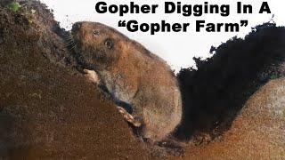 Watch a Gopher dig tunnels in the "Gopher Farm". Live Trapping Gophers - Mousetrap Monday