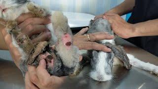 The 7 Months Old Rabbit Suffering From Severe Infections in the Corner of the City | Animals Rescue
