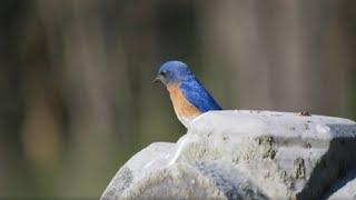 Eastern Bluebird