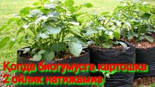 Qopda biogumusga kartoshka ekish 2 oylik natija | Қопда биогумусга картошка экиш 2 ойлик натижа