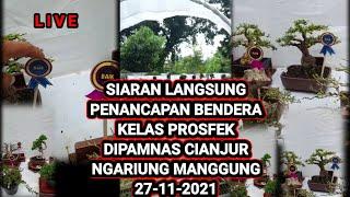 KONTES DAN PAMERAN BONSAI NASIONAL CIANJUR 2021(NGARIUNG MANGGUNG)@AKANGSASTRA PROJECT NEW