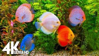 Aquarium 4K VIDEO (ULTRA HD) - Relaxing Music with Beautiful Coral Reef Fish - Relaxing Oceanscapes