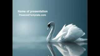 White Swan PowerPoint Template by PoweredTemplate.com