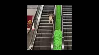 funny dog on accelerator #funnycute #viral 