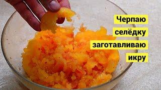 Селёдка лезет на берег как сумасшедшая!