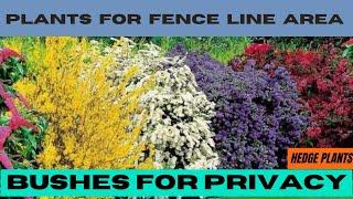 Large Bushes for Privacy | Privacy Plants For Fence Line Area | Hedge Plants for Landscape Design