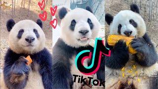 Super Cute Eating Pandas  [TikTok Compilation 2021] 