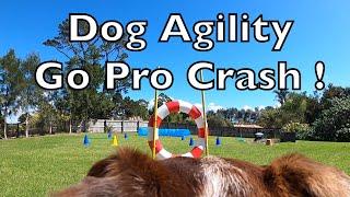 Dog Does Agility with Go Pro Hero 8 - Gets Stuck in Tunnel! Oops!