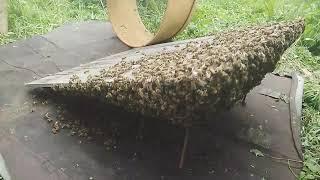 Борьба с роением  пчёл . Искусственное выделение Роя.