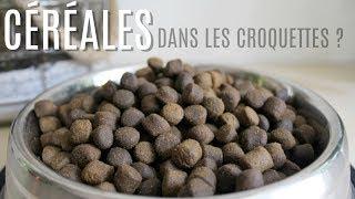 Céréales dans les croquettes : Pourquoi les bannir ?