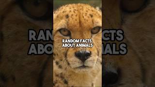 Did you know these animal facts? #facts #curiosity #animals