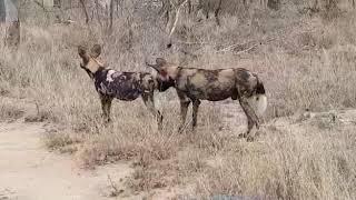 Wild dogs breeding