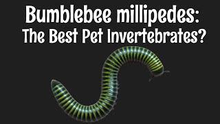 Bumblebee Millipedes: The Best Pet Invertebrates?