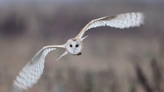 Barn Owl in flight. (slow motion)