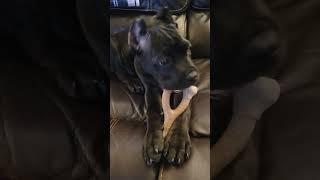 Better hide ya B#@%$ #fyp #music #explore #funny #canecorso #puppy #pets #bigdog 