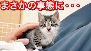 生後３１日の子猫と一緒に寝ていたらまさかの事態に。【保護猫】