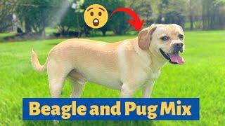 Beagle and Pug Mix-breed (Puggle): A to Z Complete Guide about Puggles