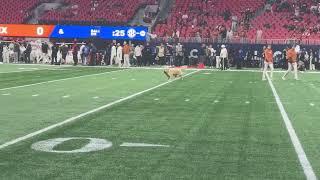 Kirk Herbstreit’s dog, Peter, playing fetch before the 2024 SEC Championship Game