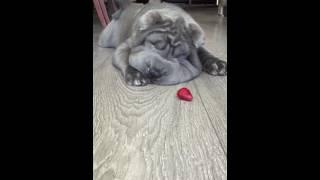 Shar Pei Puppy VS Frozen Berry