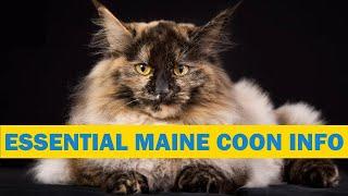 Maine Coon Cat 101 Guide: Helpful information before you buy or for new owners