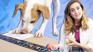 Dogs Unbox Amazon's Best-Selling Dog Toys