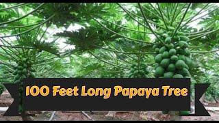 100 Feet Long Papaya Tree | Longest Tree