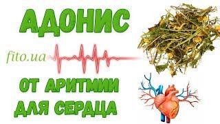 Адонис от аритмии для сердца, применение, рецепты, противопоказания, от каких болезней