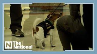 Ukraine awards mine-sniffing dog Patron for service