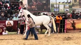 Horse Fair & Punjab Horse Show Sri Muktsar sahib#sukhbirbadal  #horselover #horseriding #marwadi