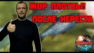 Когда НЕРЕСТ ПЛОТВЫ? Не пропустите ЖОР!