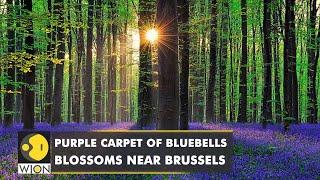 The purple magic of Bluebells returns to Belgium's enchanted forest | World News | WION