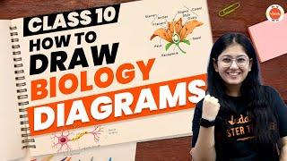 How to Draw Biology Diagrams Class 10 Easily? | Tips and Tricks For Biology Diagram #CbseClass10