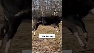 The moment she realised she was safe! TT/ woodstocksanctuary