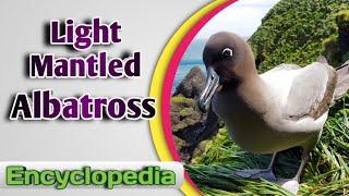 Light Mantled Albatross - Audio / Video Encyclopedia