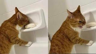 Try Not To Laugh  New Funny Cats Video  - MeowFunny Part 44