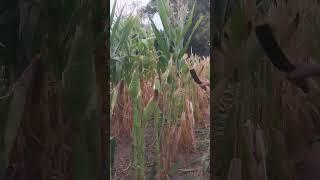 Roka's corn garden is being harvested #rokathegardener #gardening