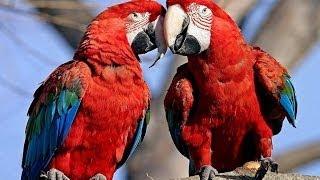 Parrots: Majestic Birds (Nature Documentary)