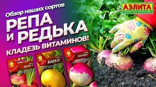 РЕПА, РЕДЬКА и ДАЙКОН - профилактика ОРЗ и ОРВИ! Витаминные культуры, которые НЕ боятся заморозков.