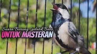 GELATIK BATU GACOR | SUARA BURUNG GELATIK BATU UNTUK MASTERAN #190