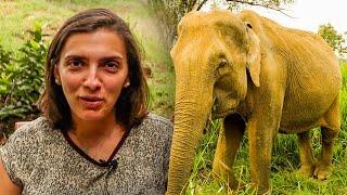 Volunteer Experience Of The Great Elephant Project | The Great Projects