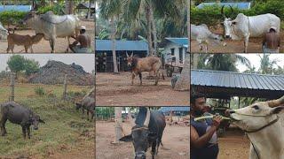 Kangayam Cow || Milking || Cow Treatment || Sevalai Bull || Old Cow Milking || Episode - 72